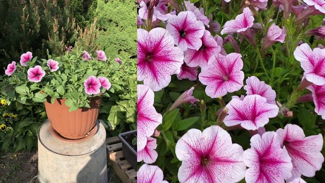 Большая Клумба в горшке из одного растения. Шикарное кашпо.