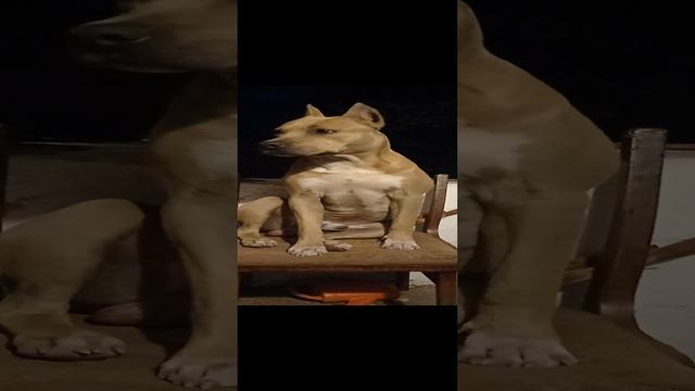 АМ Стафф 10 месяцев