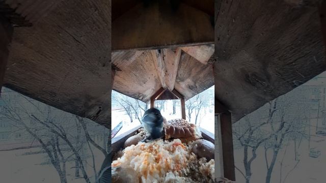 YouCut_20231204_101250523.mp4жизнь кормушки.04.12.2023г.