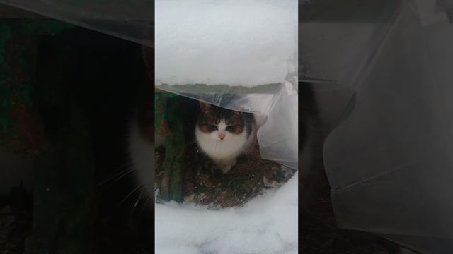 Уличный котик на даче