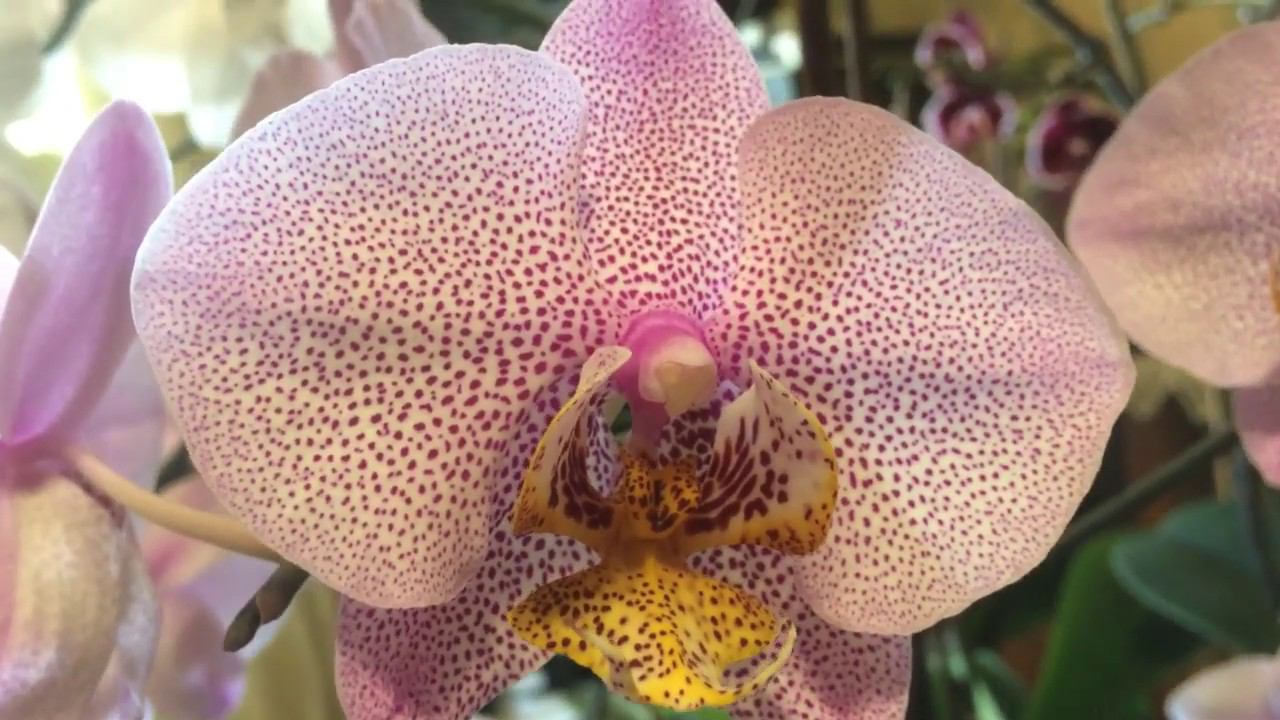 ОРХИДЕИ ОБЗОР ОРХИДЕЙ ОТВЕТЫ на вопросы ЧЕМ ПОЛИВАТЬ ОРХИДЕИ