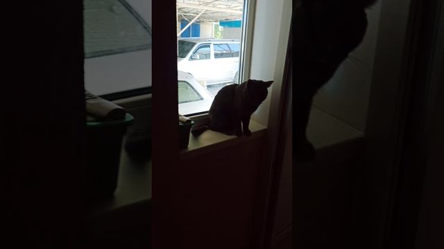 ? Кот Ловкач !