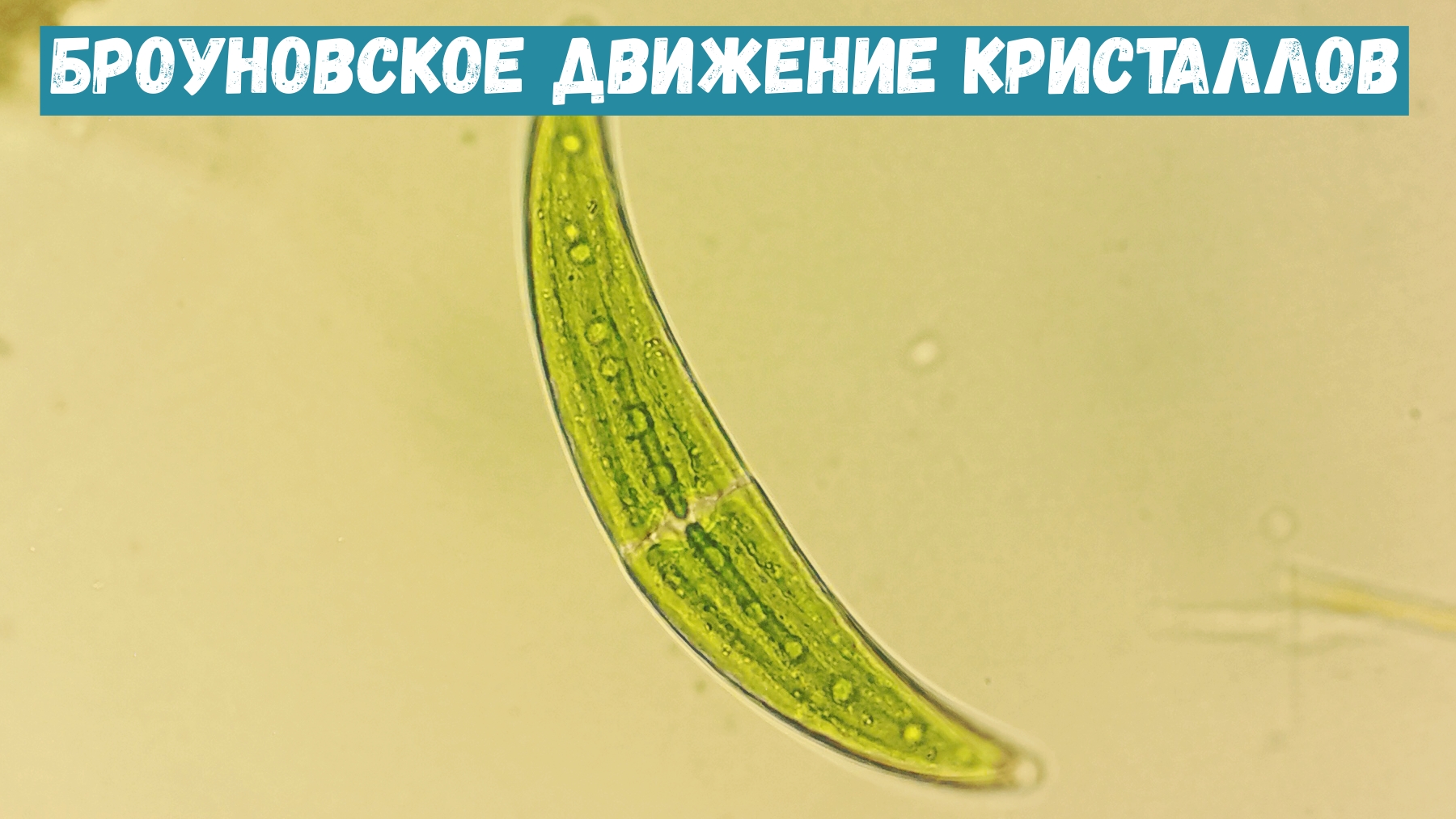Броуновское движение кристаллов в водоросли Closterium