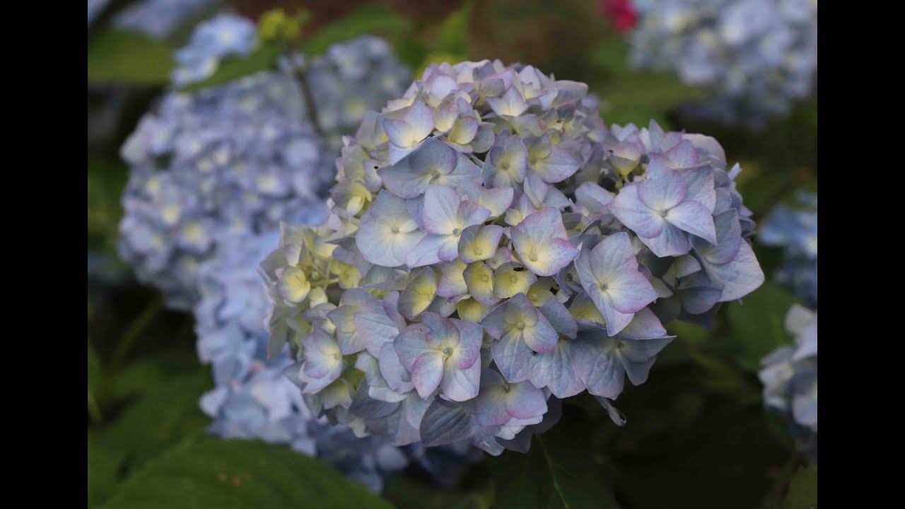 Август в Саду 11 августа 2022 часть 3 вечер