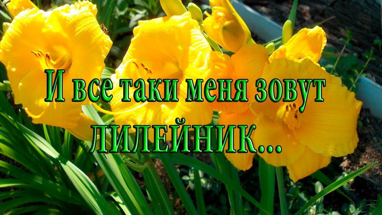 И все - таки меня зовут лилейник*    Мой сад