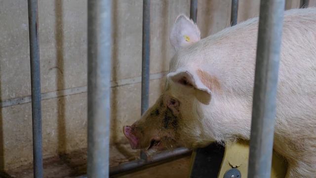 Технологии содержания и получения семени хряков - производителей на участке СИО.