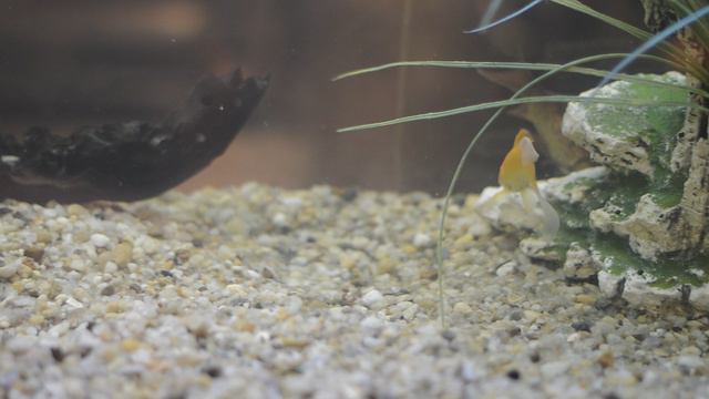 Сервировка стола. Еда.