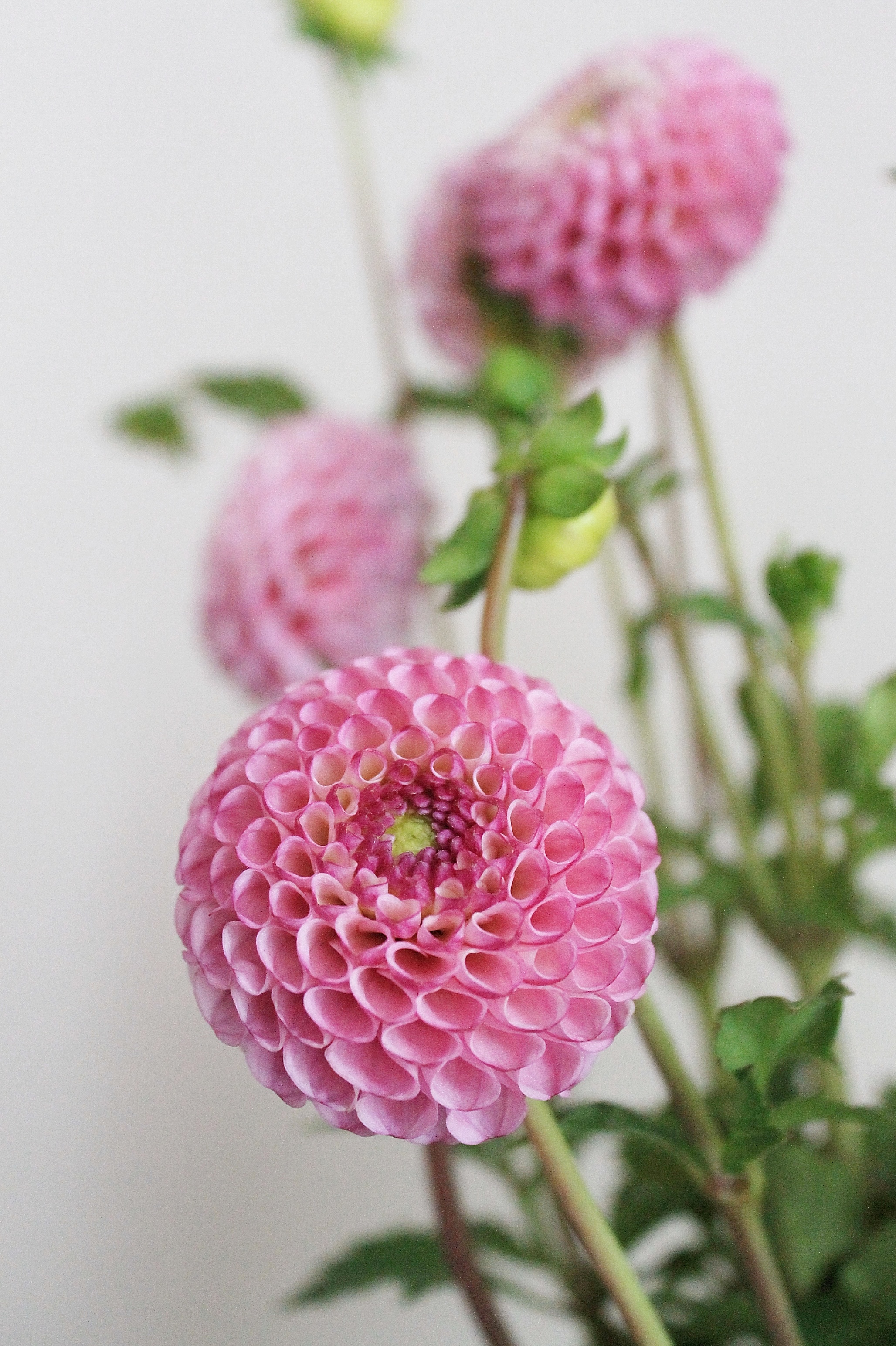 Черенкование  георгинов