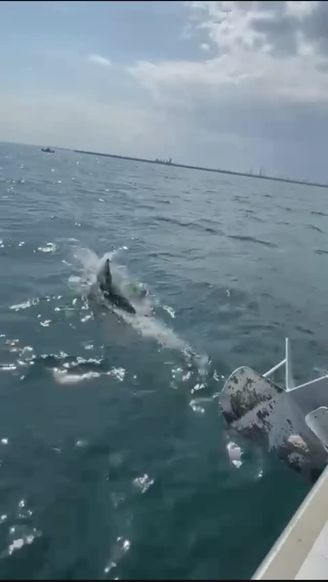 Черноморские дельфины