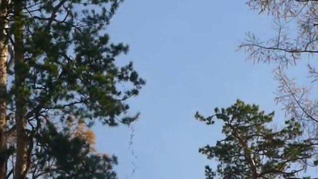 Забытые способы ориентирования. По птицам (часть 2)