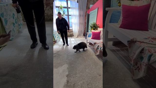 енот Витя выбирает на дачу мебель #shorts