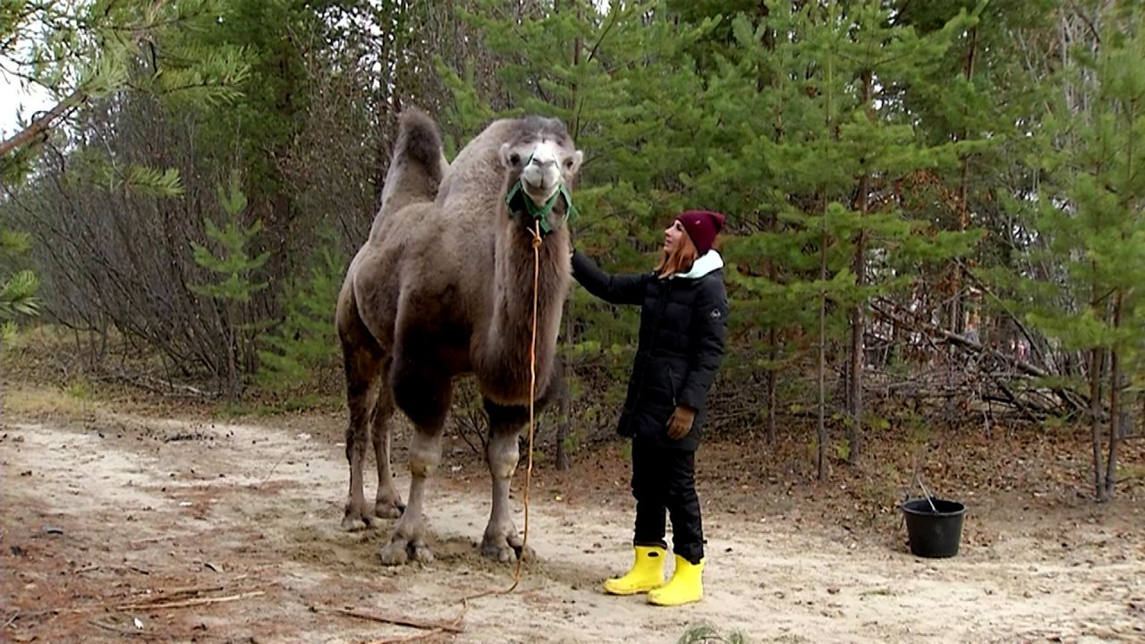 Сотрудники конного клуба в Белоярском районе рассказали, как готовят животных к зиме