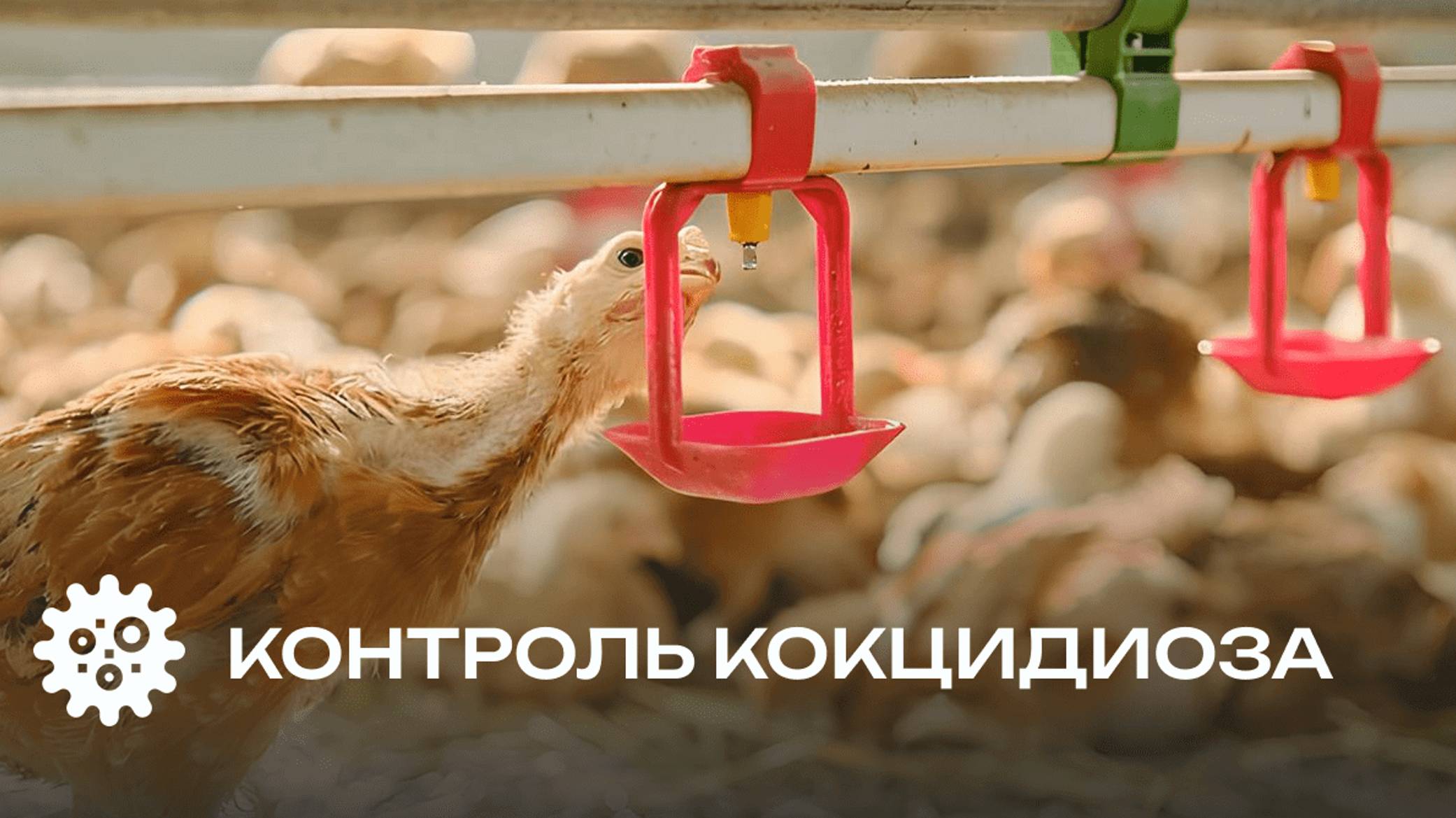 Кокцидиоз в птицеводстве: современные стратегии защиты поголовья от ГК ВИК.