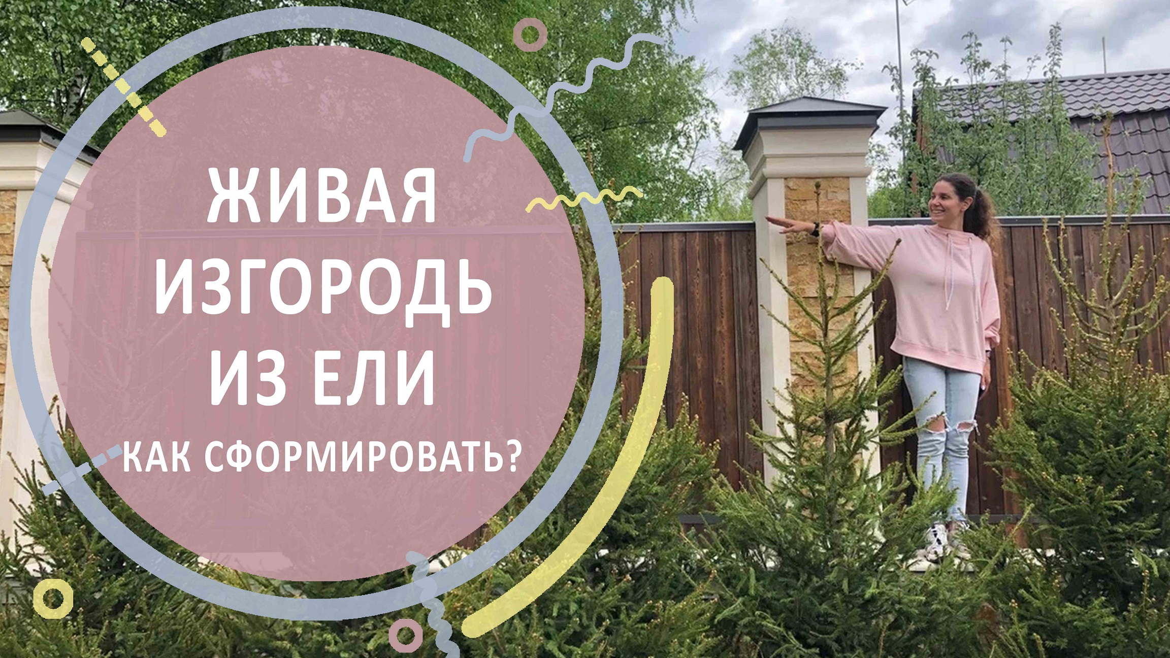 Формованная живая изгородь из ели | Как сформировать?