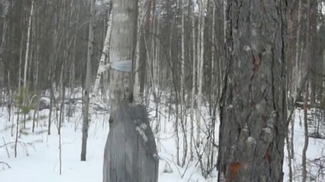 Ориентирование, лесохозяйственный столб