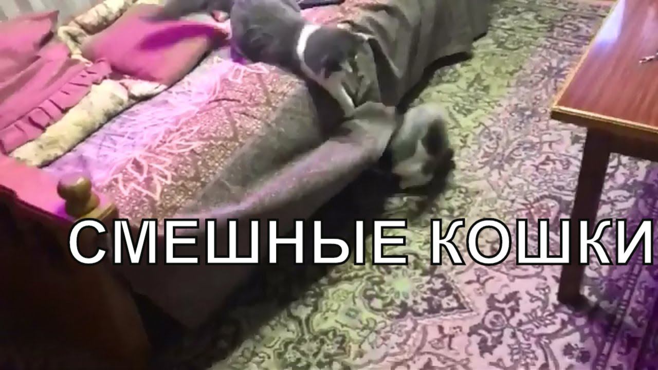 КОТЫ это СМЕШНЫЕ КОШКИ И КОТЫ  КОТЫ на ДАЧЕ  и  КОТЫ ЖГУТ  КОТЫ и ДАЧА