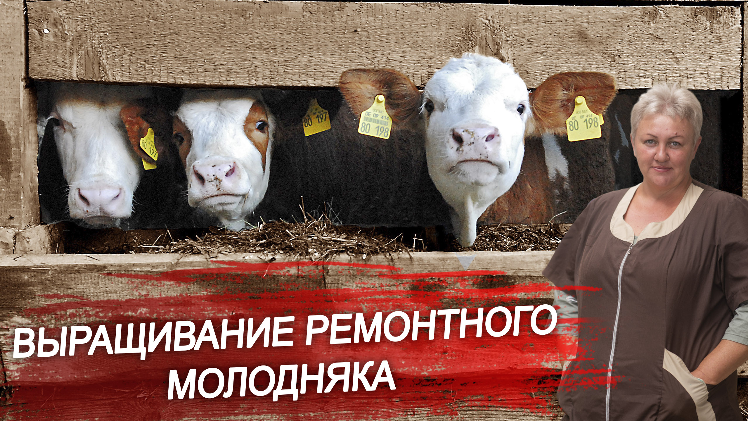 Ремонтный молодняк. Как правильно содержать и кормить ремонтный молодняк? Прибыльное животноводство.