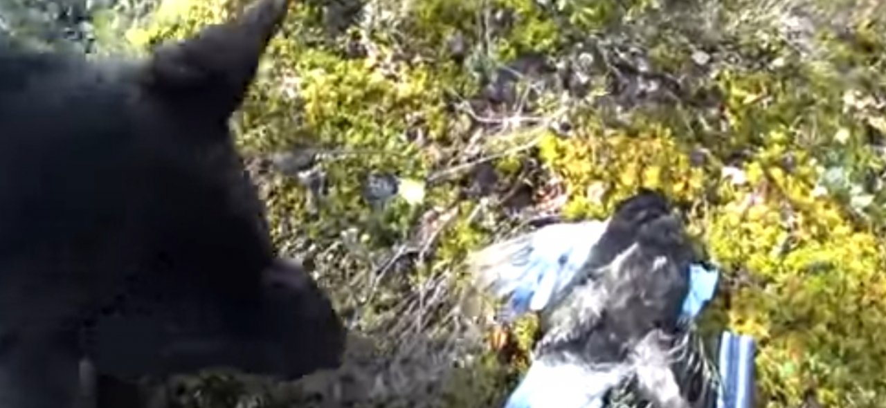 ОХОТА НА БОРОВУЮ ДИЧЬ / ОХОТА С ЛАЙКОЙ НА ТЕТЕРЕВА