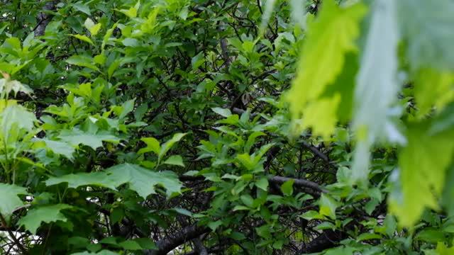 🦜 Ваш личный побег от суеты: пение соловья, которое лечит душу