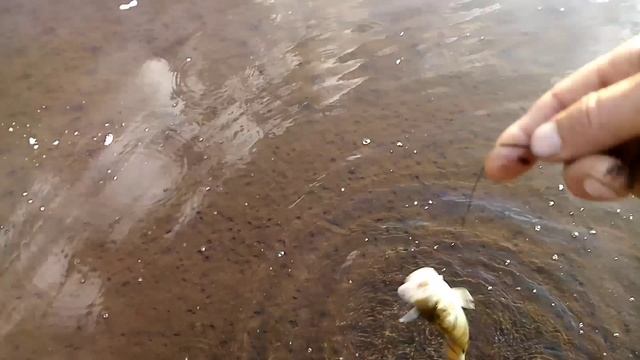 Закидушки. Проверка.