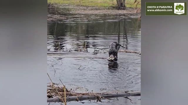 Дратхаар приносит утку