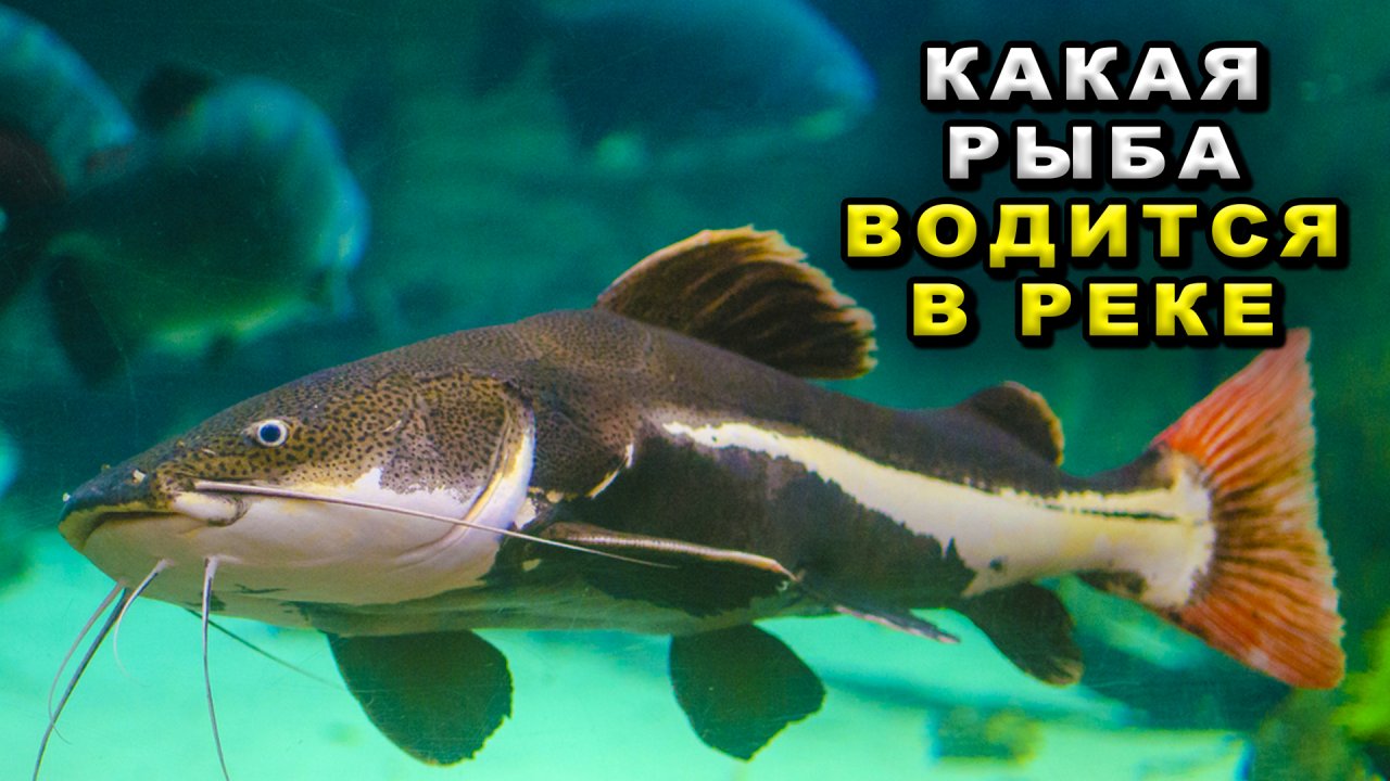 Какая рыба водится в реке