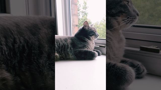 КОТИК МИХАЛЫЧ В ОЖИДАНИИ ЛИВНЯ