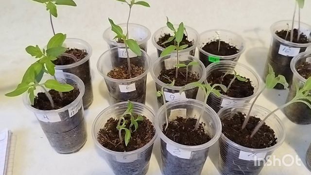 Обзор сеянцев томатов. Как взошли Семена Алтая?