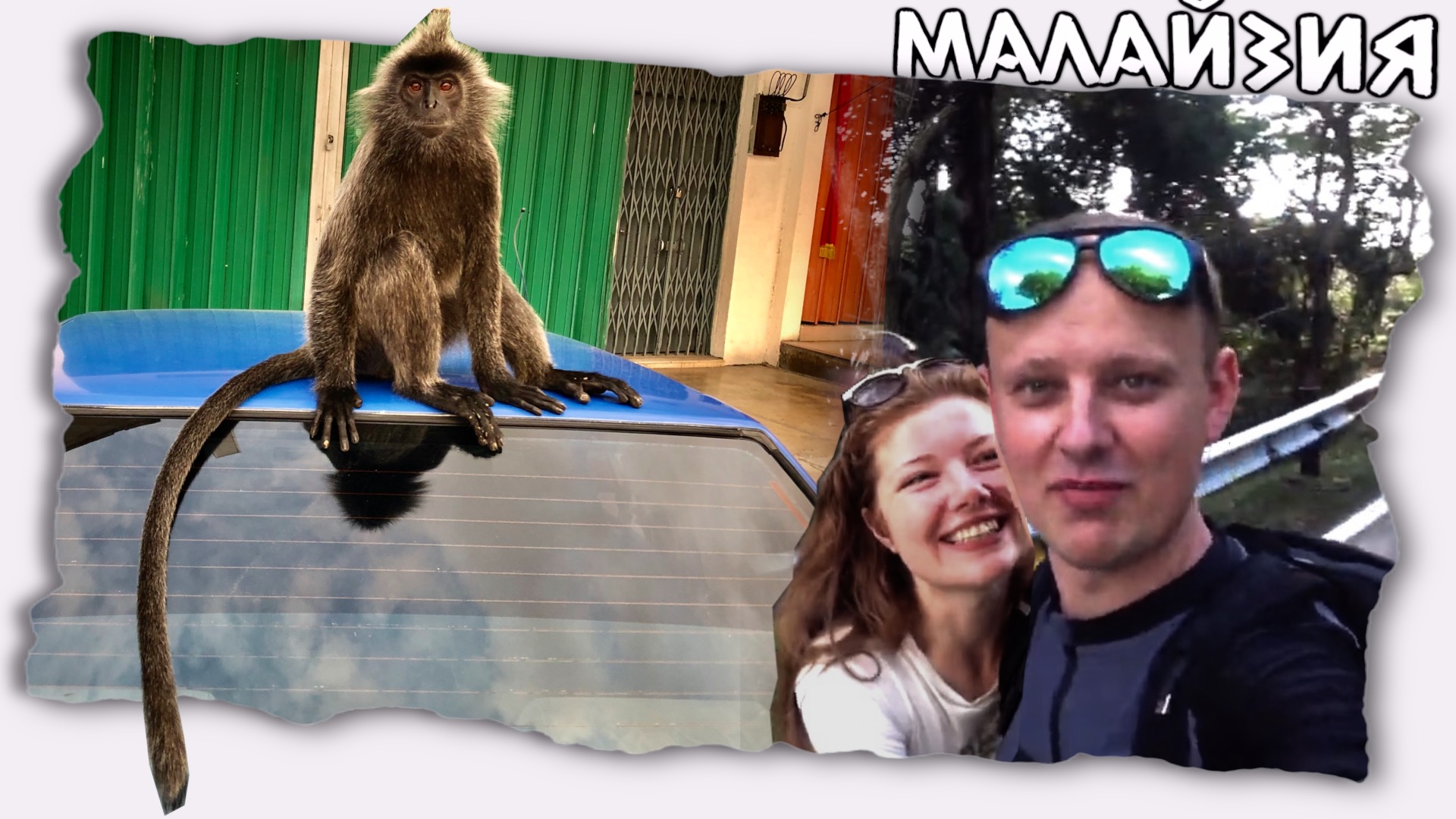 Обезьяны в городе / Малайзия Селангор / Тревел блог