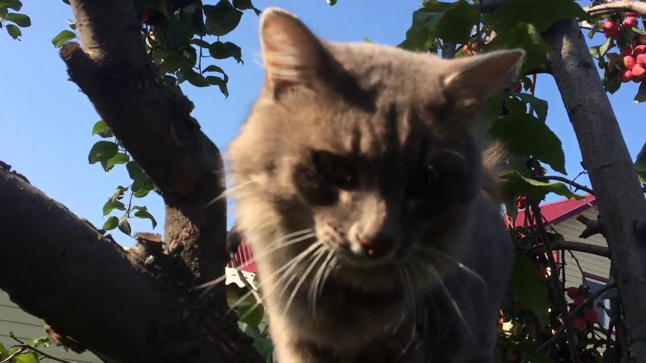 ВИДЕО про КОТОВ  ХОРОШИЙ КОТ МАРКИЗ разговаривает с хозяйкой