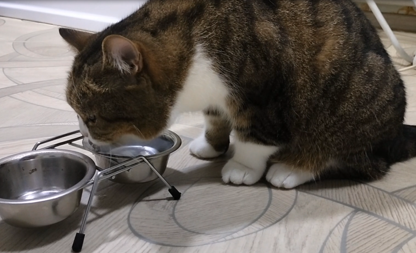 Британский кот пьет водичку АСРМ