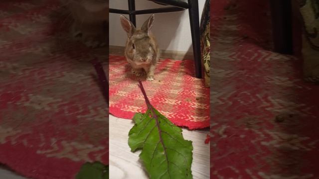 Вот такая ботва :)