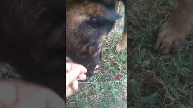 Like_7374861127948287645.PROPHET. SHCHERBAKOV. ЩЕРБАКОВ АРТЕМ. DOG. СОБАКА.