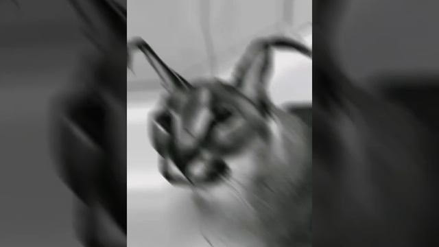 все что есть у шлепы это...