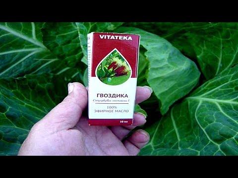 КАПУСТА РАСТЕТ БЕЗ ВРЕДИТЕЛЕЙ, ОТ ЭТОЙ ОБРАБОТКИ! КОПЕЕЧНОЕ СРЕДСТВО от вредителей на капусте