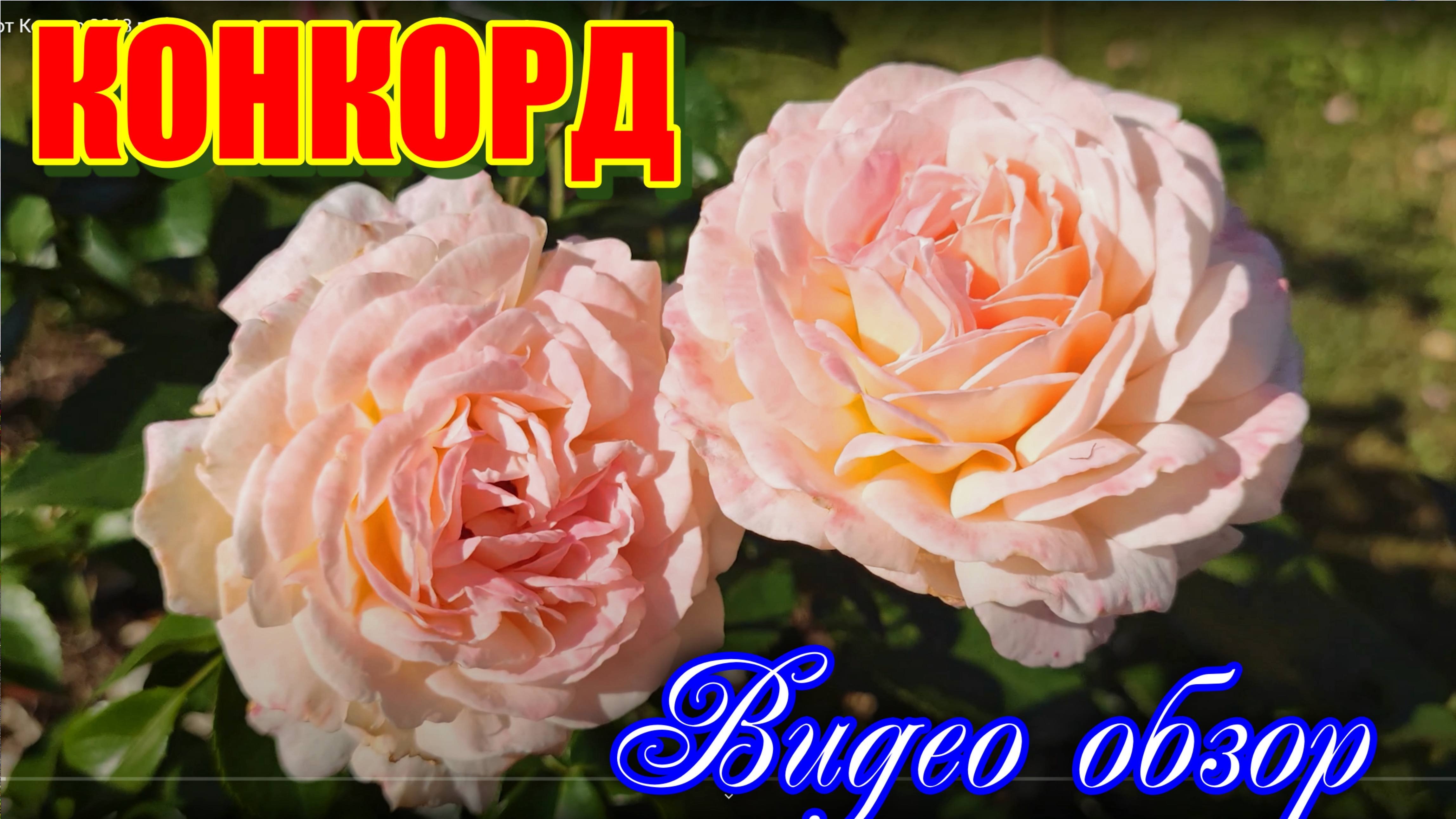 Роза КОНКОРД  Новинка от Кордес 2018 г.