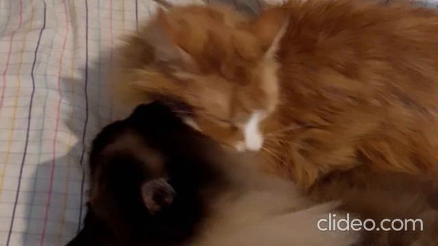 ДРУЗЬЯ (из серии "НАШ ЗООПАРК")