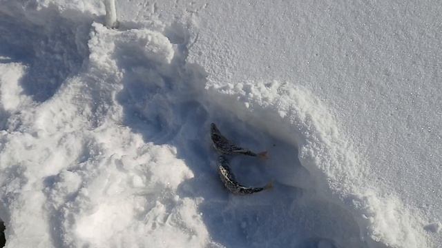 Зимняя рыбалка в феврале р.Сылва!