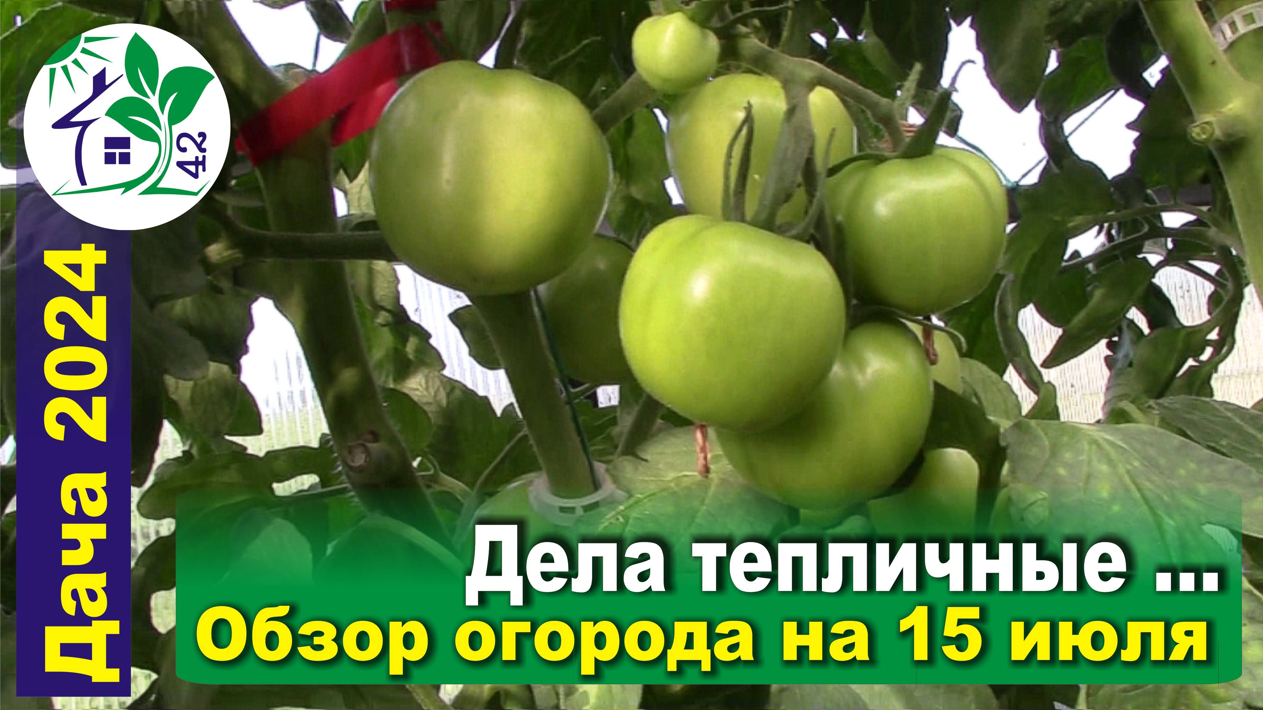 Дела тепличные - Обзор огорода на 15.07.2024. Продолжение.