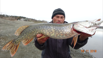 На живца крупная щука в ноябре.2019.