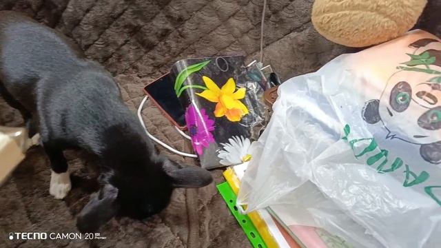 Чих хомячит оливки и маслины)Залетели))