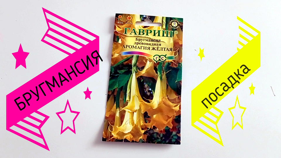 Бругмансия посадка.#бругмансия#бругмансияпосадка#бругмансияизсемян#бругмансиявыращивание#