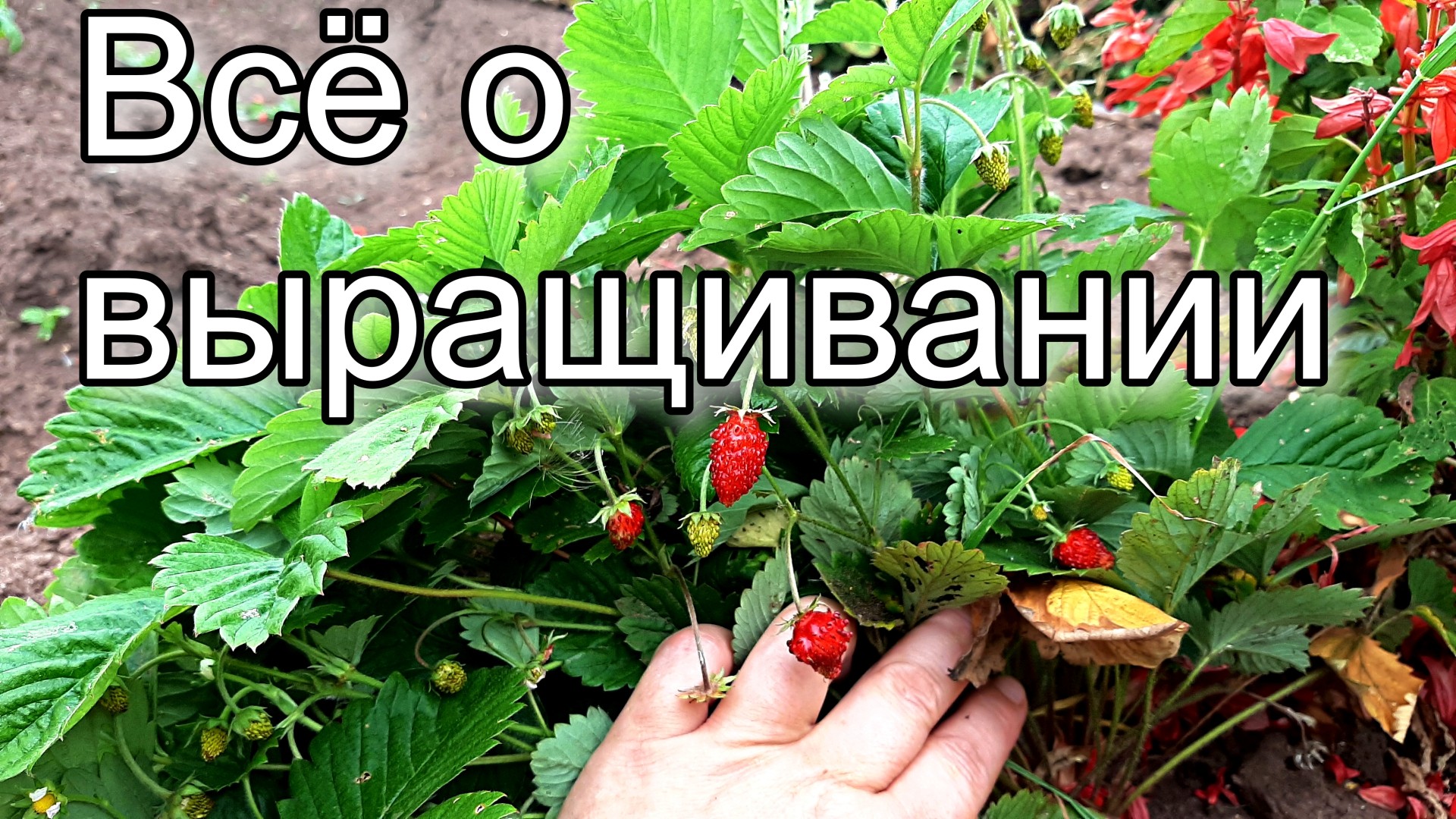 Земляника Али баба. Аэлита.