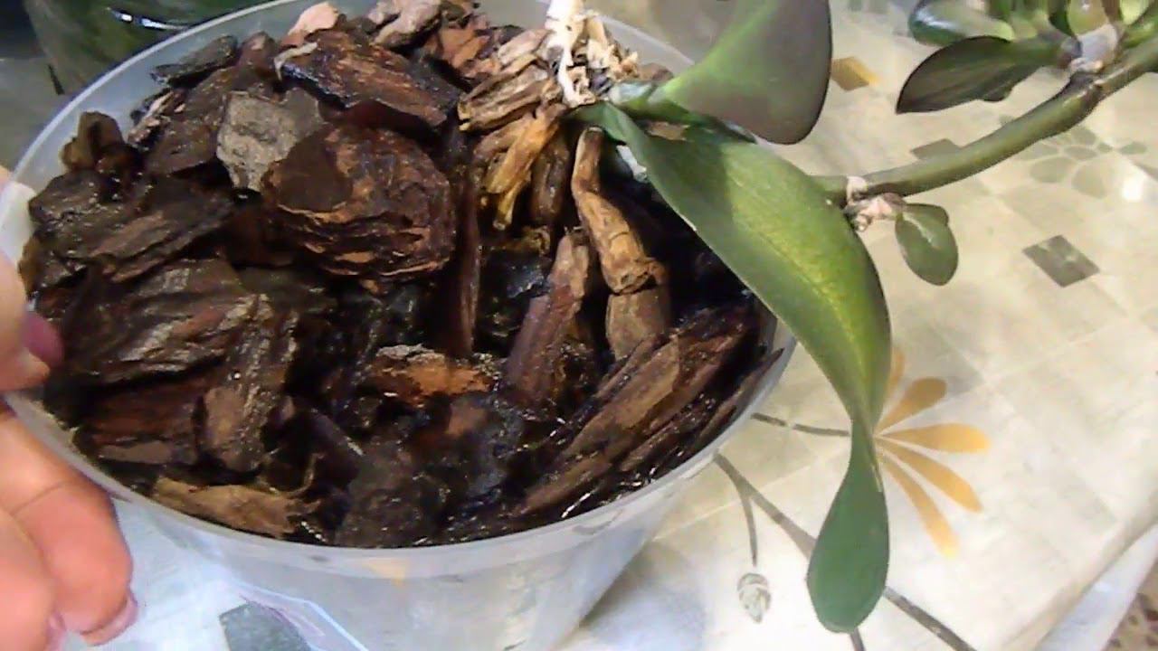 ОРХИДЕИ. ПЕНЕК ОТ ОРХИДЕИ родил  детку, а ЦВЕТОНОС на этом пеньке родил 6 деток. орхидея уход