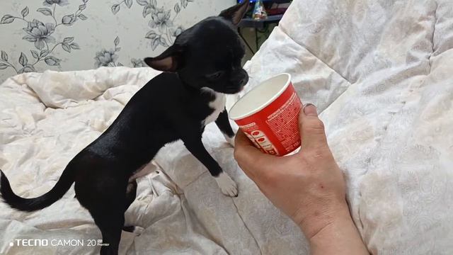 Чихуахуа обожает мороженое))