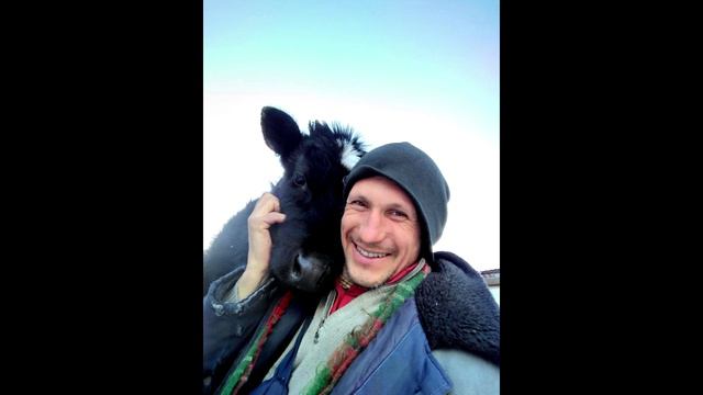 История о преданном, 20 лет прожившим с коровами