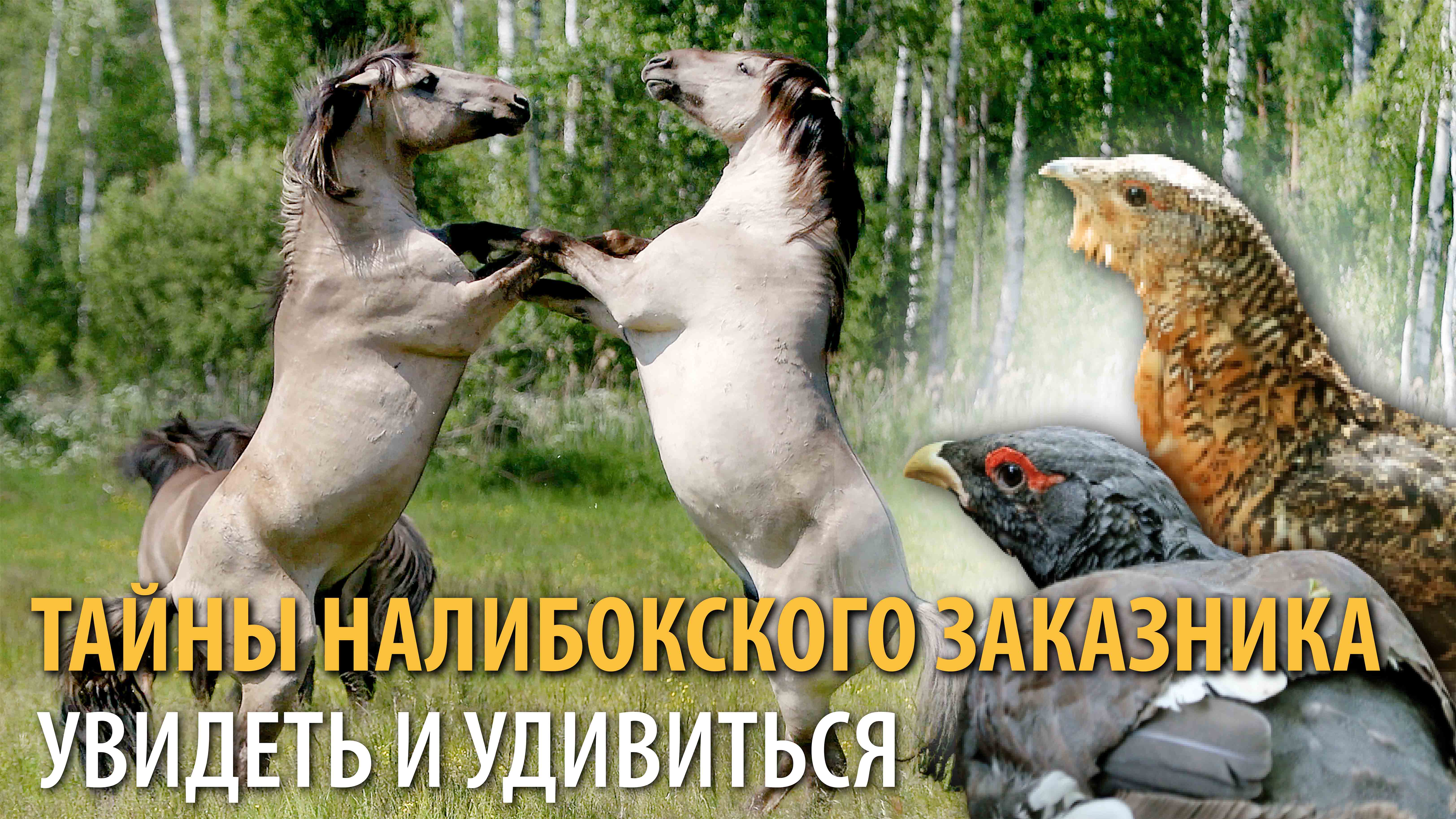 ДИКИЕ ЛОШАДИ,
КРАСНОКНИЖНЫЕ ГЛУХАРИ Знакомимся с обитателями заказника «Налибокский»