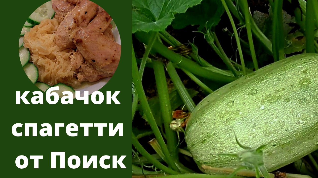 Кабачок Спагетти. Фирма Поиск.