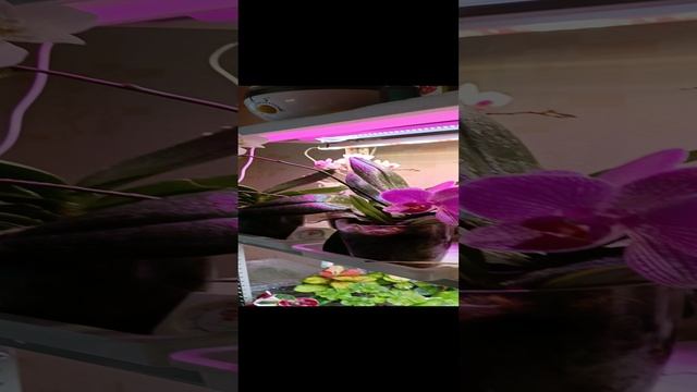 сделайте так и ваши цветочки скажут вам спасибо ??