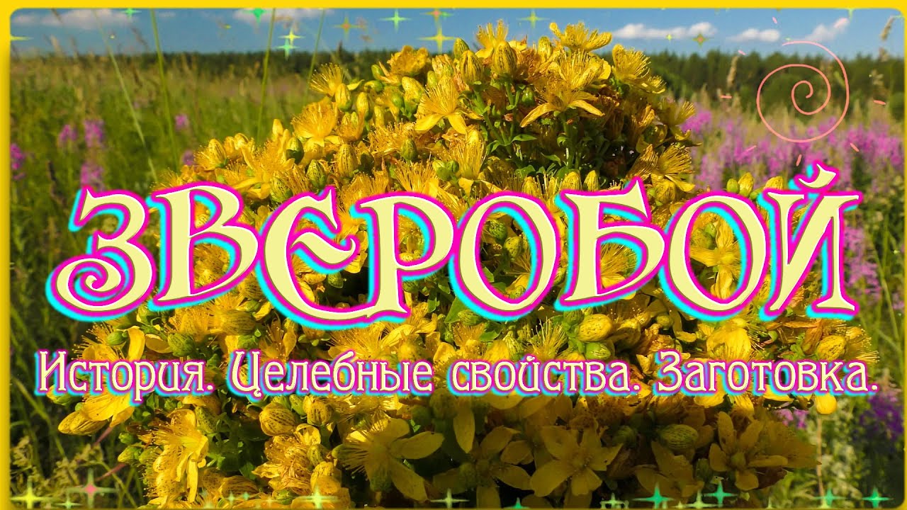 ЗВЕРОБОЙ. История. Целебные свойства. Заготовка.